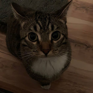 Meet your Posher, Alia